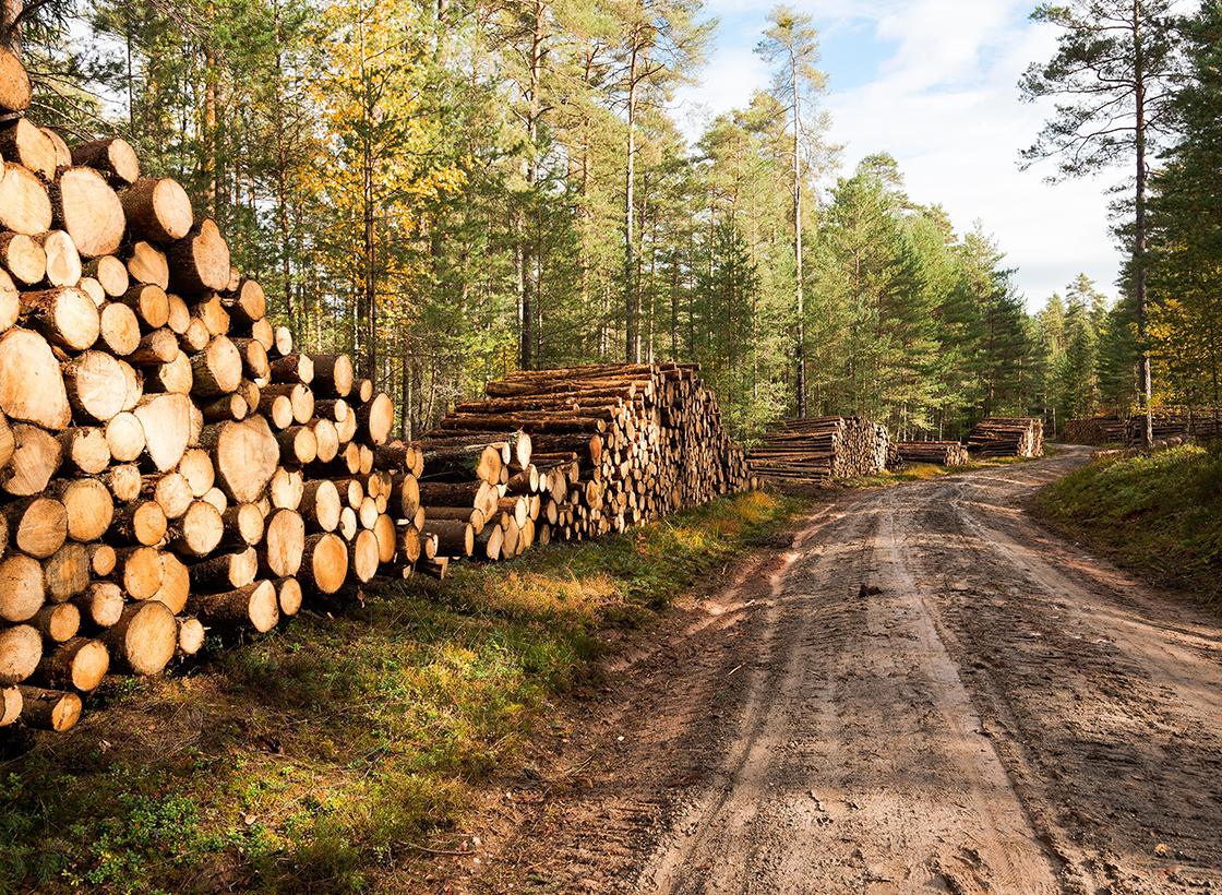 Magazin Beitrag PEFC Holzster